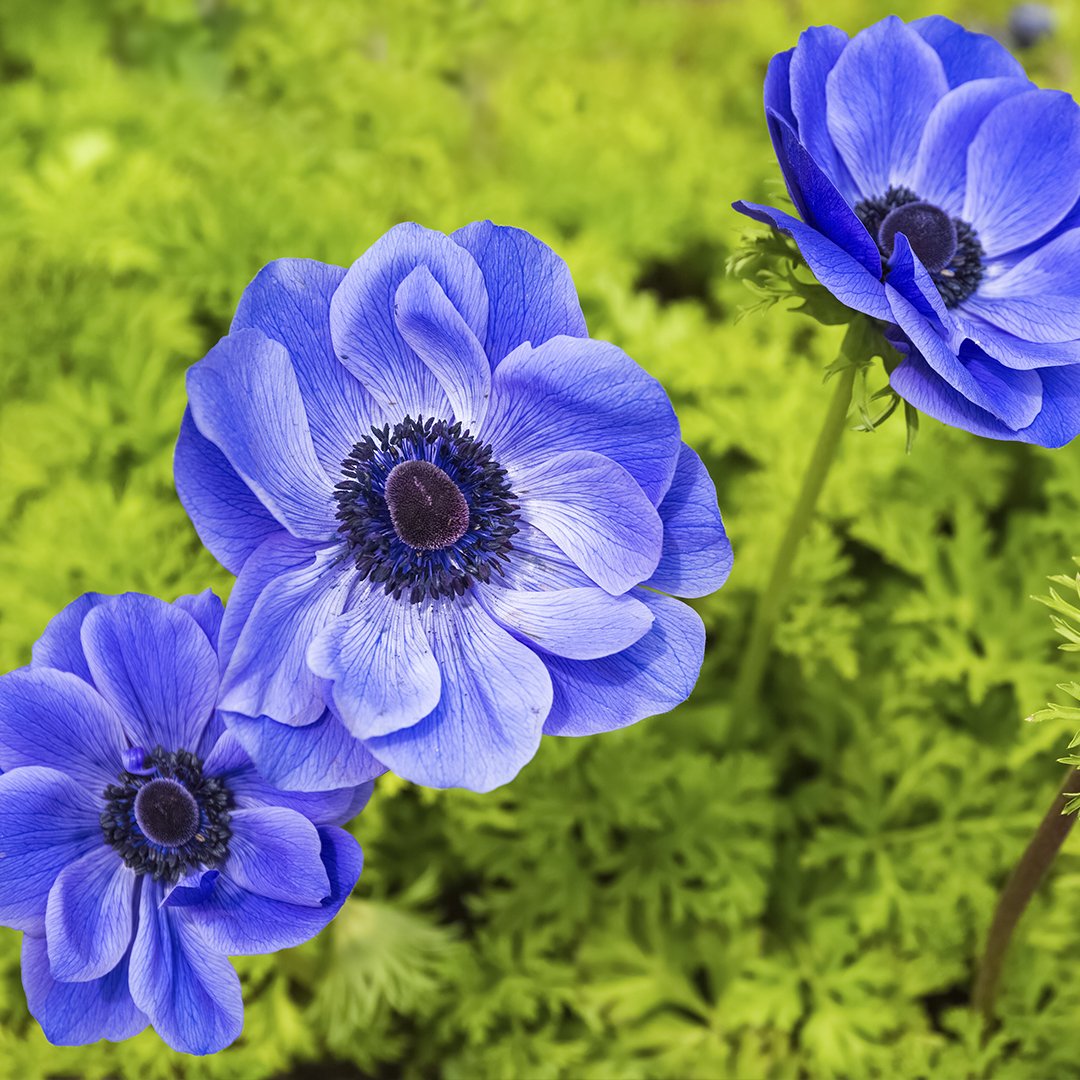Anemonas