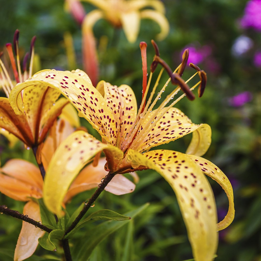 Lilium