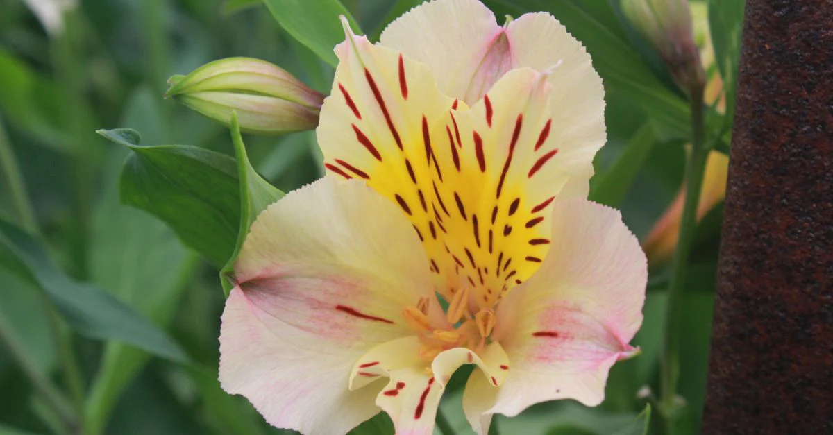 Alstroemeria