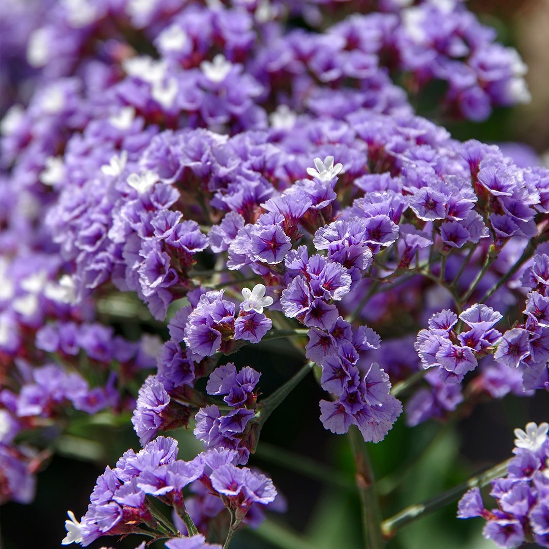 Limonium