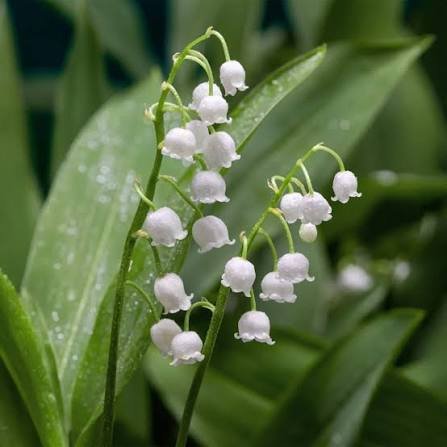 Convallaria