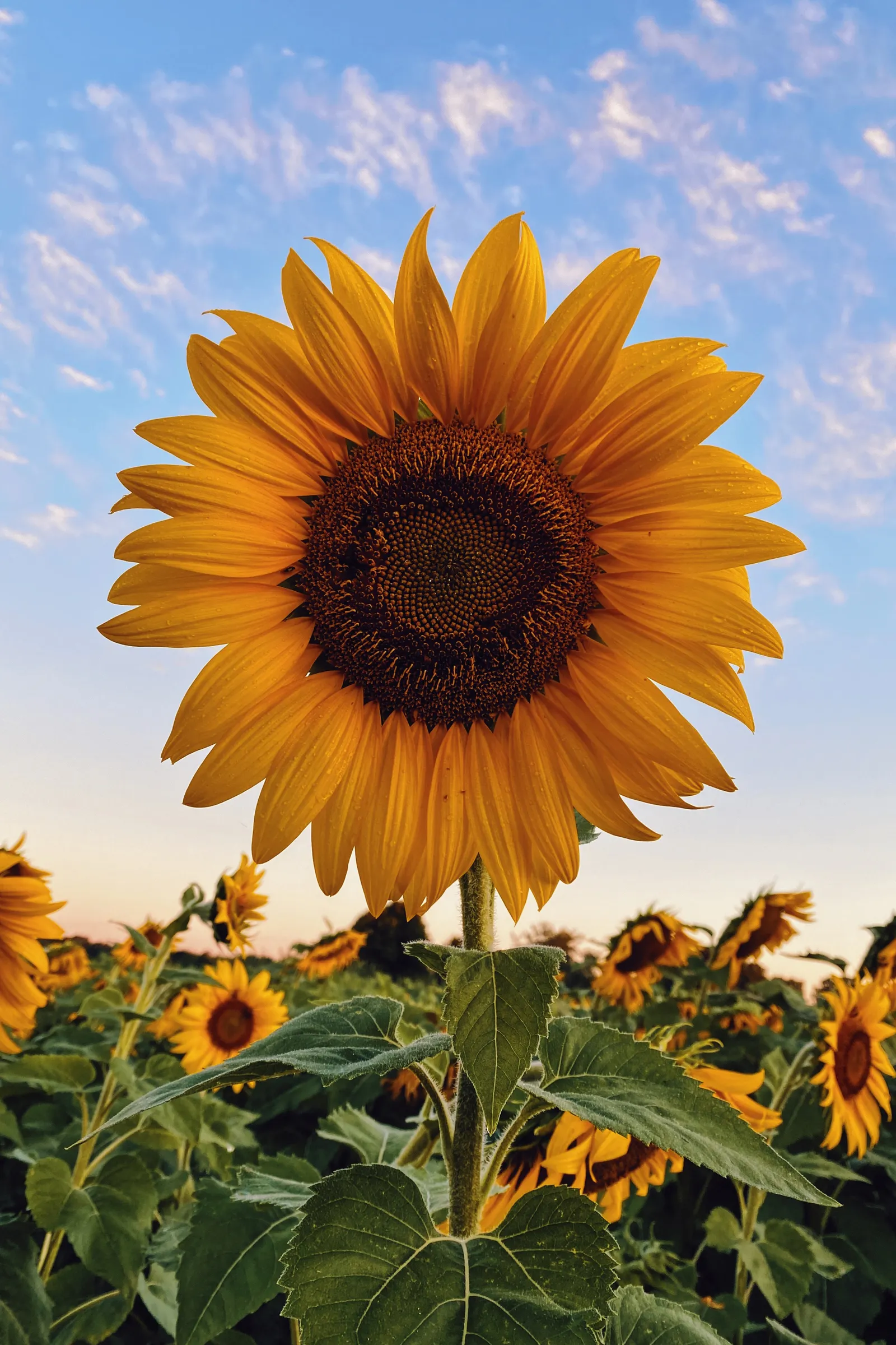 Girasol