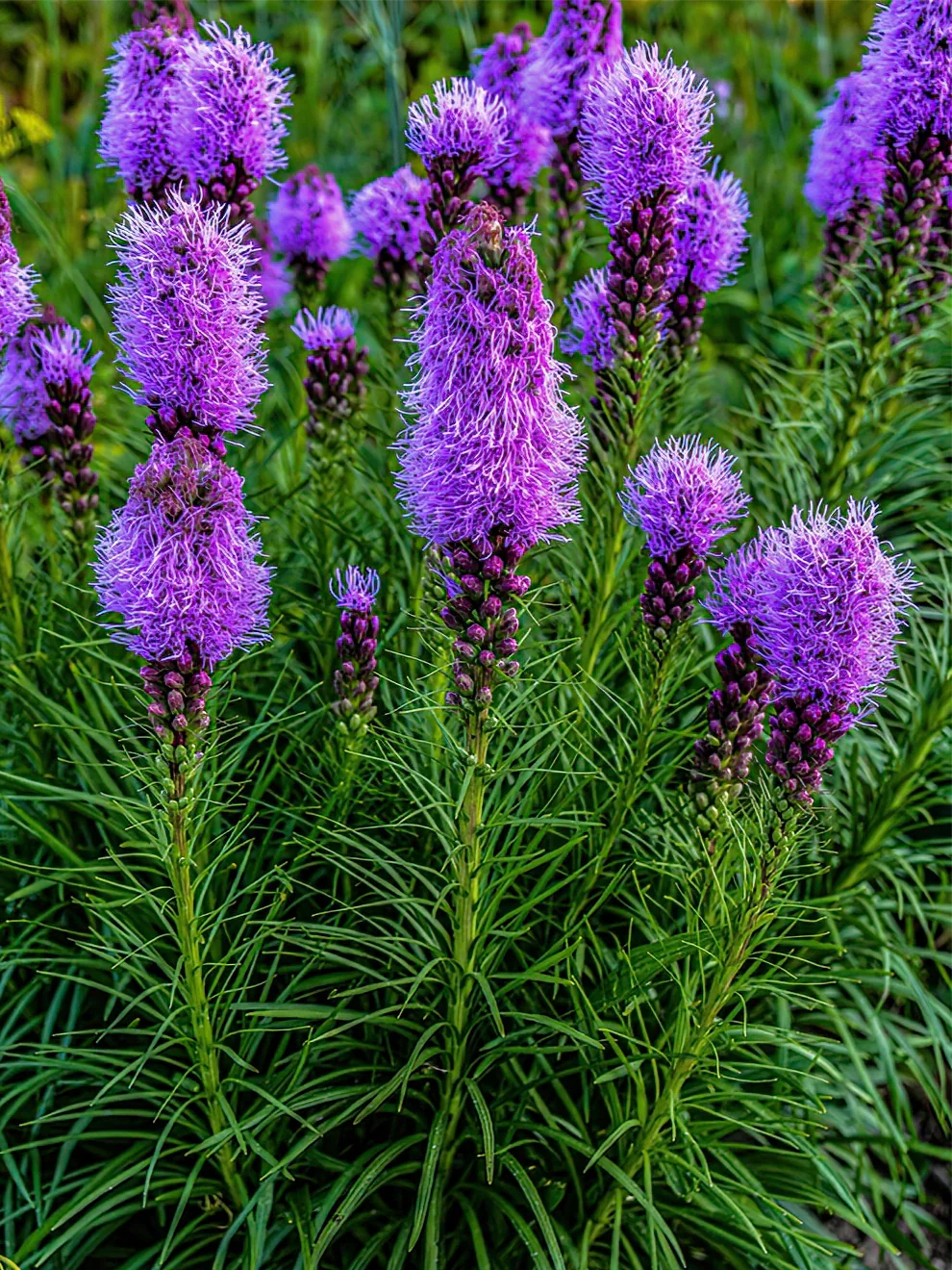 Liatris