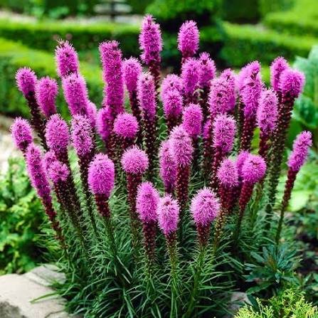 Liatris